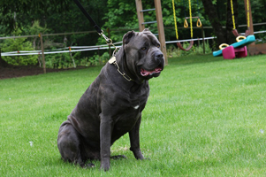 old world cane corso sheriff